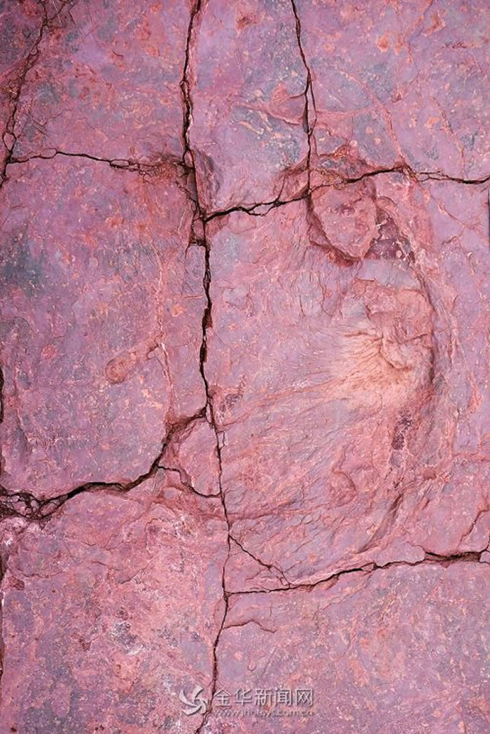 蜥脚类恐龙足迹 长四五十厘米 吴灏 摄