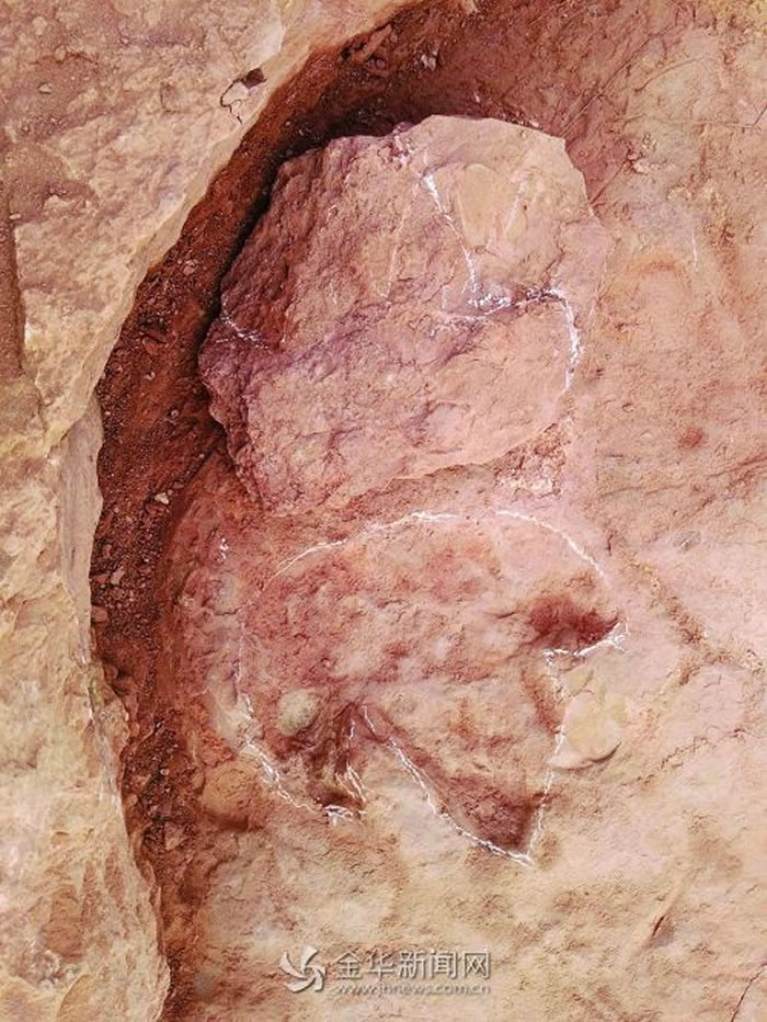 鸟脚类恐龙足迹 长10多厘米