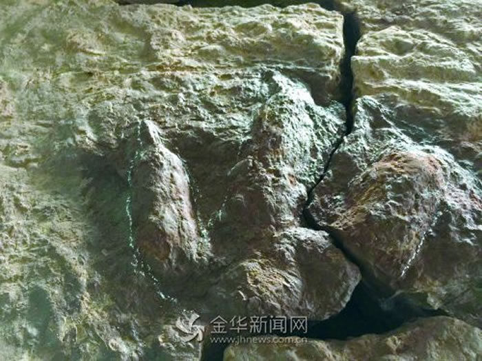 兽脚类恐龙足迹 长三四十厘米