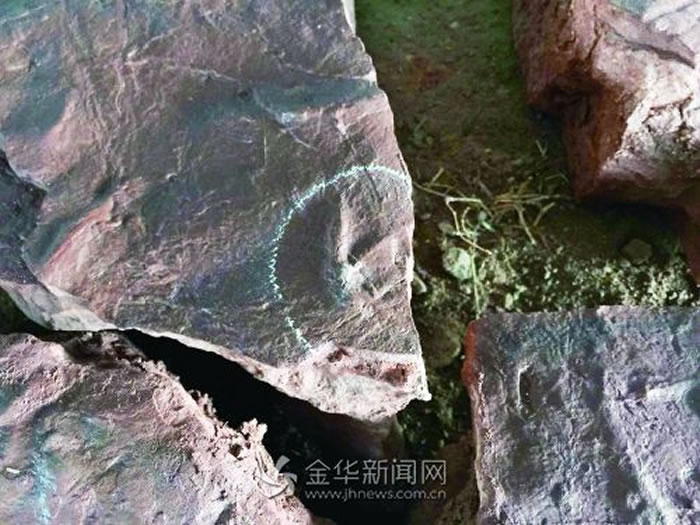 翼龙类恐龙足迹 长不到10厘米