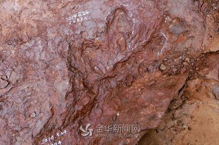 甲龙类恐龙足迹 长10多厘米