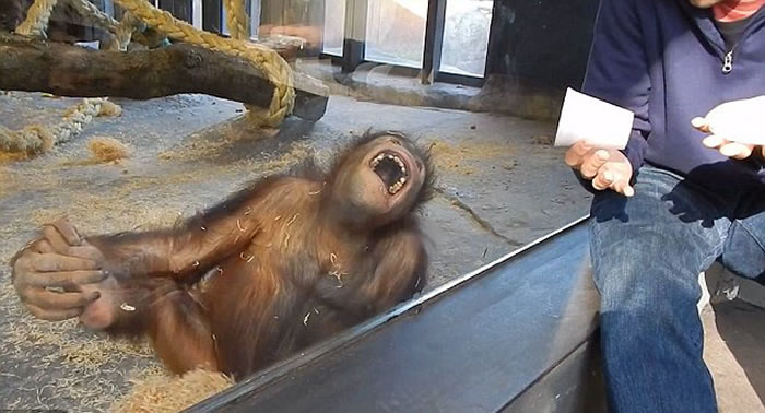 西班牙动物园一只大猩猩在看完简单的魔术表演后笑得前仰后合