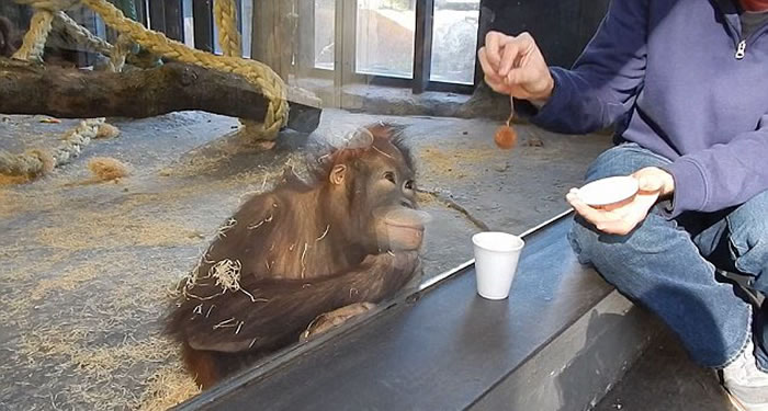 视频中的一名男子先向大猩猩展示了手里的一次性纸杯和纸杯里的一枚栗子