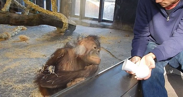 整个过程中,大猩猩相当专注。