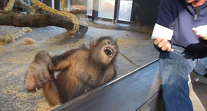 大猩猩被魔术逗乐 笑得前仰后合。