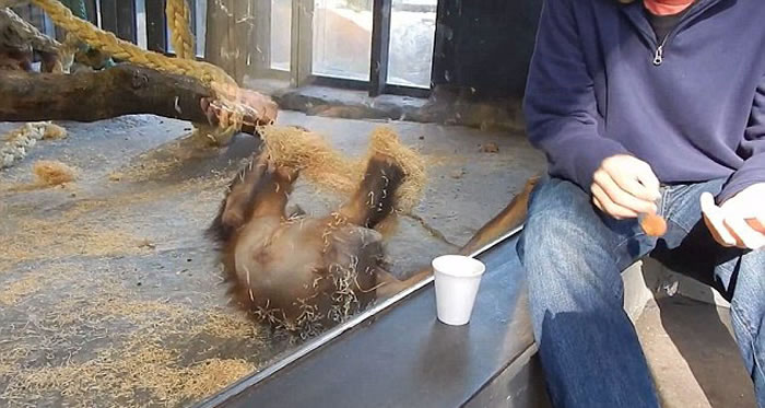 大猩猩愣了一秒,随后大笑着躺倒地上。