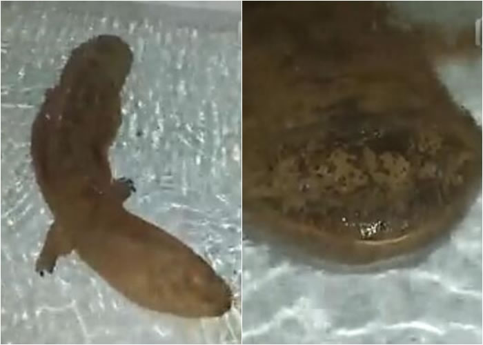 重庆金佛山溶洞内发现一条200岁的国家二级保护动物娃娃鱼