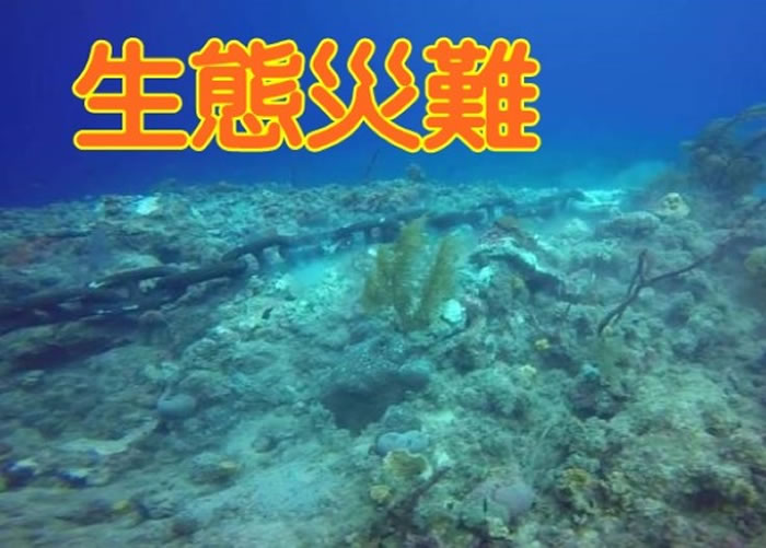 邮轮的锚将珊瑚完全破坏