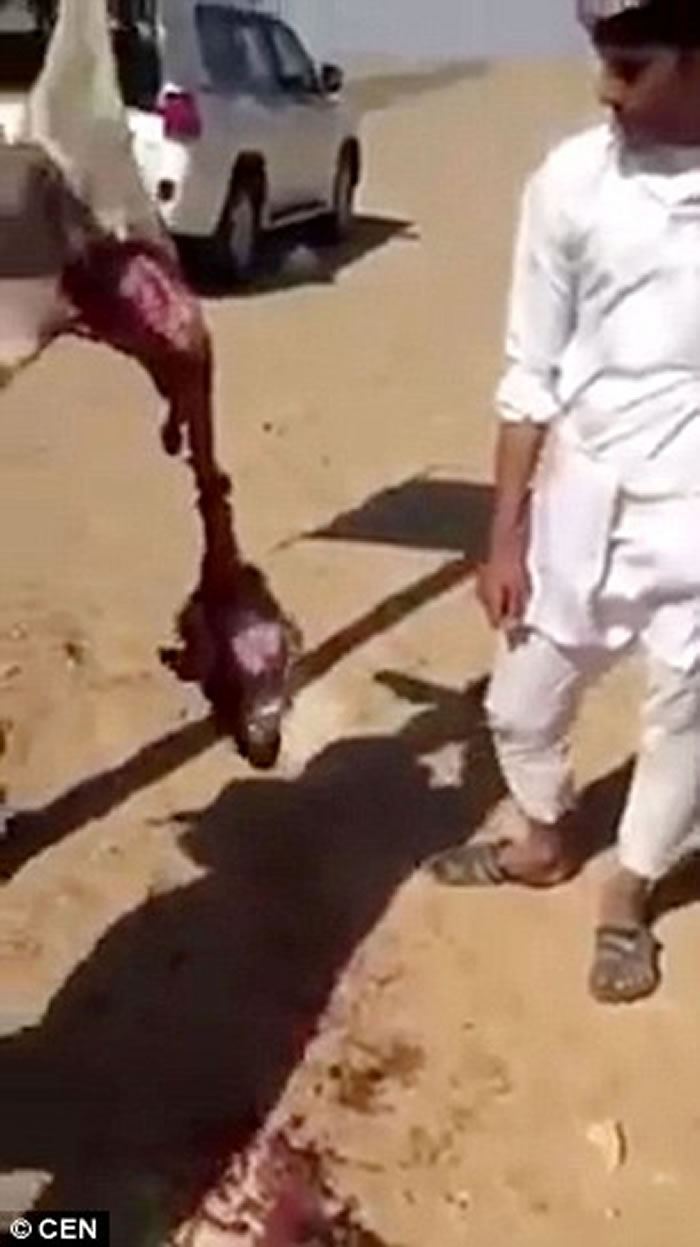 ��ë��Ѫ��ɳ�ذ�������������Ѫ��������