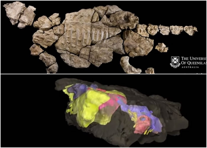 科学家对Kunbarrasaurus的骸骨(上图)进行3D重组工程(下图)。