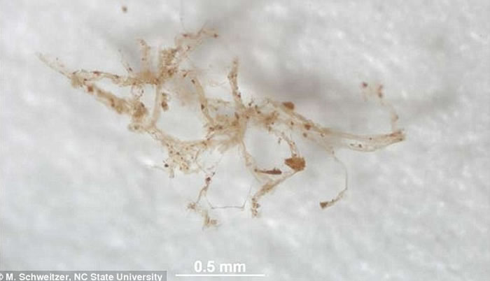 科学家最新研究证实8000万年前恐龙骨骼化石中存在着血管组织,他们将该组织与现代鸟类蛋白质组织进行对比获得这项发现。