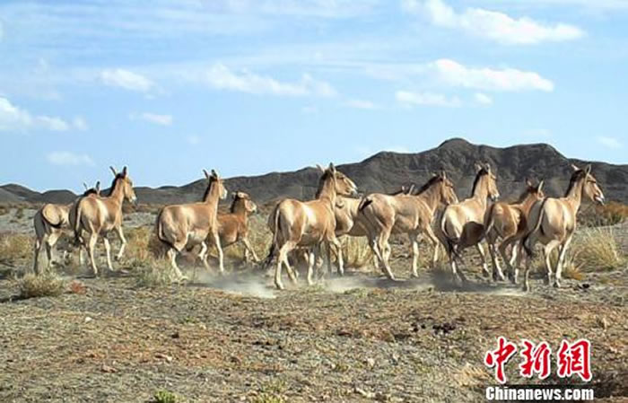 ͼΪ�������㵽�Ĺ��ʱ�Σ�����ɹ�Ұ¿Ⱥ��������Ȼ�����������ֹ�ͼ