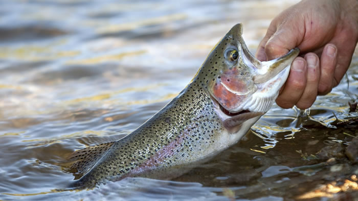 鱼被杀得越人道味道越好