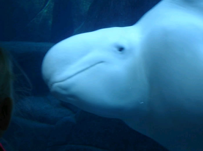 �о����ְ׾����ڲ�ͬ������״̬�´�����ͬ��ˮ������