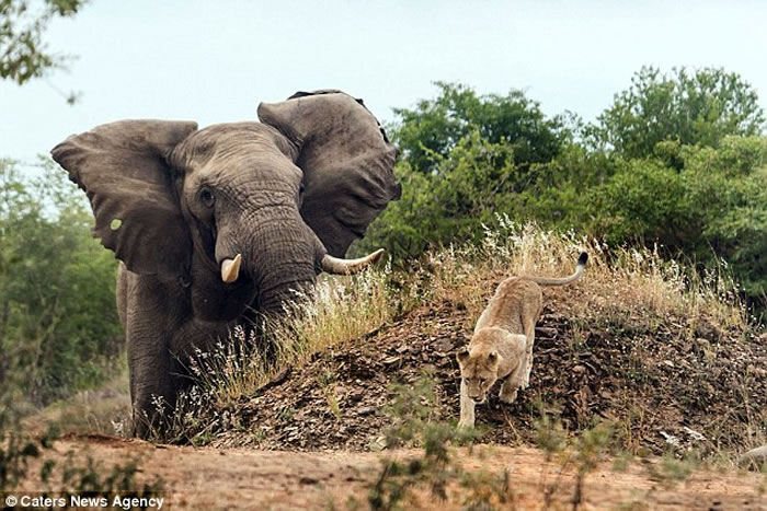 南非动物园发情的巨型大象吓跑母狮子