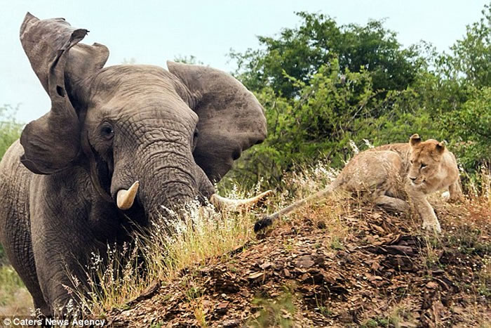 南非动物园发情的巨型大象吓跑母狮子