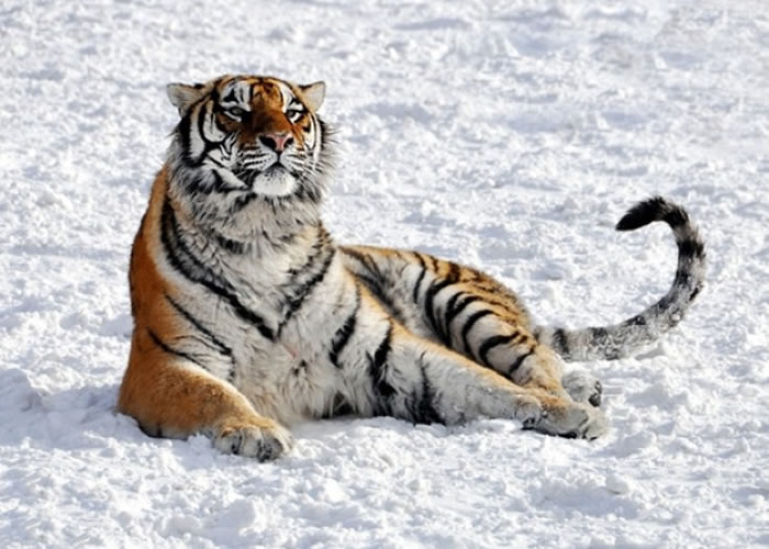 ��ѧ�Ҿ��棬����󲿷����������پ�����в��ͼΪ���پ��ֵĶ�������