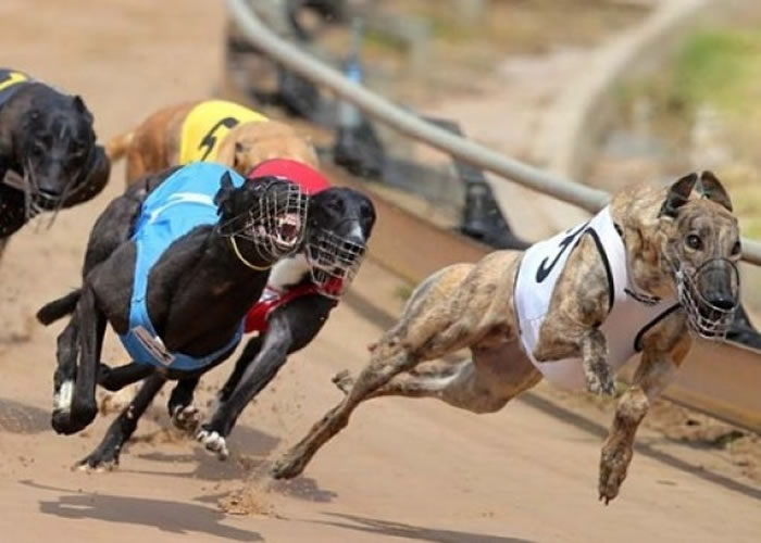 �ĺ���̩�����������ͻҹ���������������