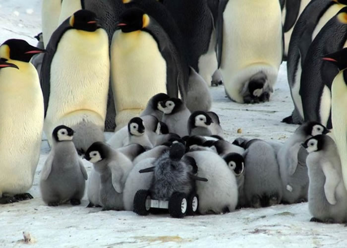 С���Ⱥ���롰����С��족������һ���档