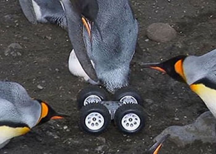 成年皇帝企鹅看见没有了“特务小企鹅”在上面的小四轮车，也不禁要看个究竟。