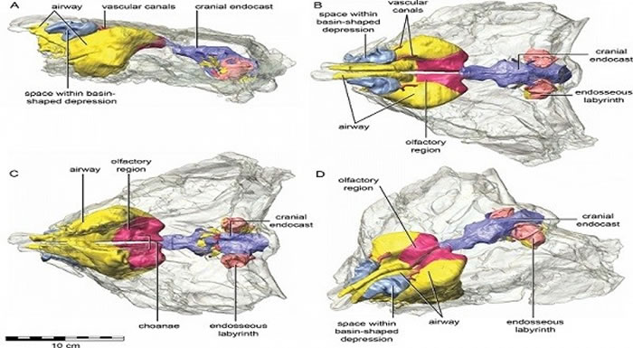 内耳像乌龟的新恐龙Kunbarrasaurus