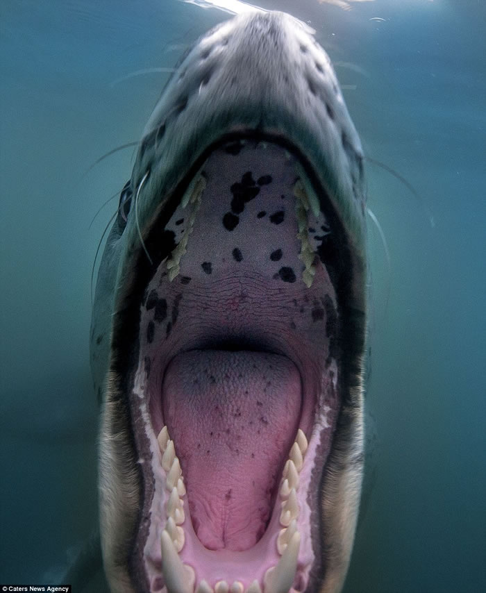 ������Ӱʦ���ϼ���Ǳˮ���º�����ʽ��������Ȥ�����Ϳɰ�����