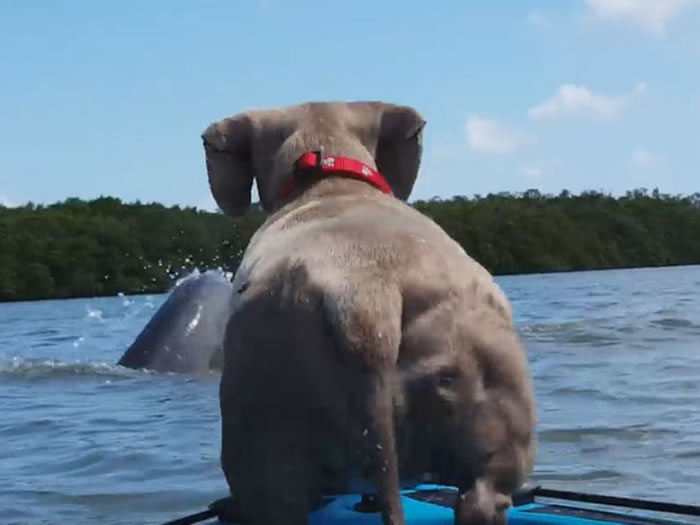 腊肠狗跟主人划小舟出游 看到海豚跳进水头也不回