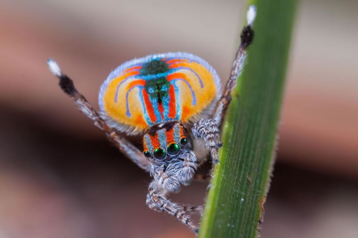 雄性孔雀蜘蛛(如图,Maratus volans)必须卖力把握机会以吸引雌蛛。 PHOTOGRAPH BY JURGEN OTTO