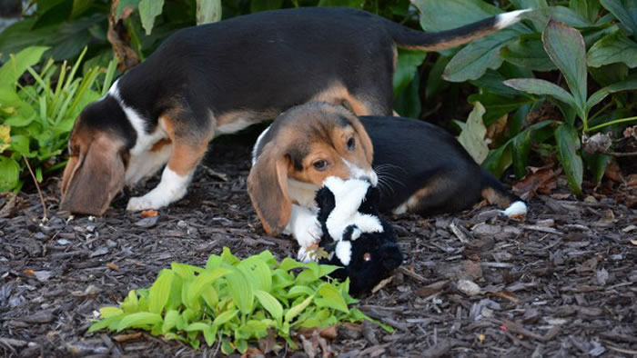 ���Թ�С��������Σ������ϣ��