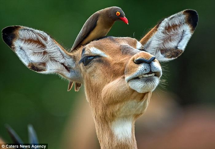 南非克鲁格国家公园红嘴牛椋鸟为黑斑羚挠痒痒
