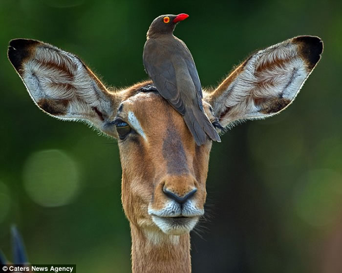 �Ϸǿ�³����ҹ�԰����ţ���Ϊ�ڰ���������