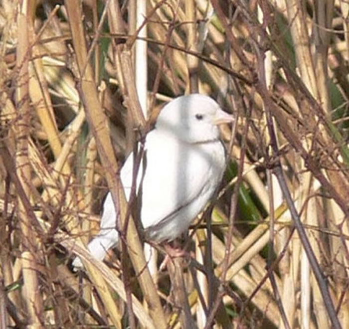 ձ֪ëкӰ߷һֻɫȸ