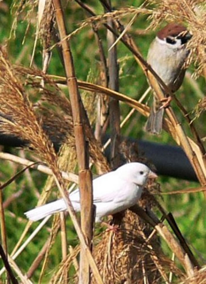 ձ֪ëкӰ߷һֻɫȸ