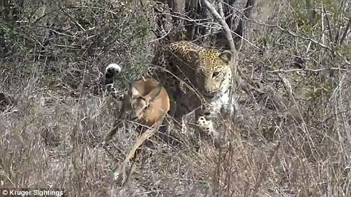 乍一看似乎这只猎豹正扑向小黑斑羚