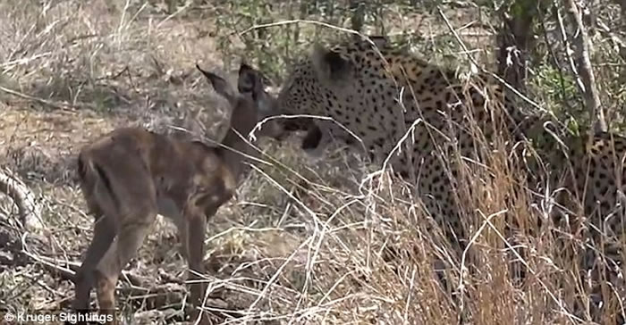 猎豹突然停止攻击,反而与小黑斑羚玩耍起来。