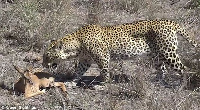 随后,小黑斑羚甚至主动靠近猎豹,两只动物甚至亲密地擦起脸颊。