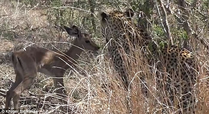 震惊的游客拍下照片,显示猎豹与小黑斑羚安顿下来,在草丛中一起休息。