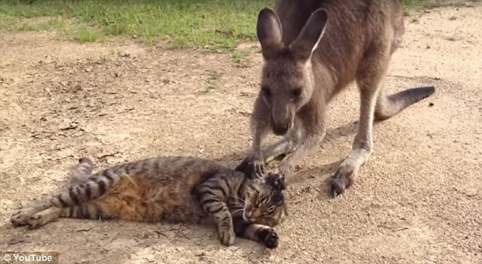 澳大利亚宠物袋鼠骚扰宠物猫的视频走红网络
