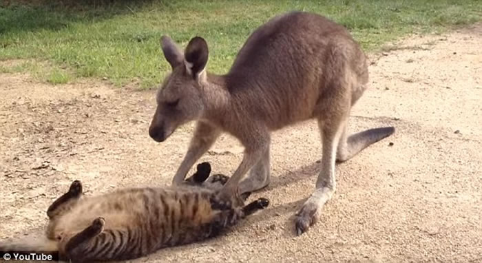 澳大利亚宠物袋鼠骚扰宠物猫的视频走红网络
