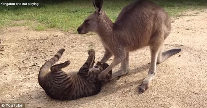 澳大利亚宠物袋鼠骚扰宠物猫的视频走红网络