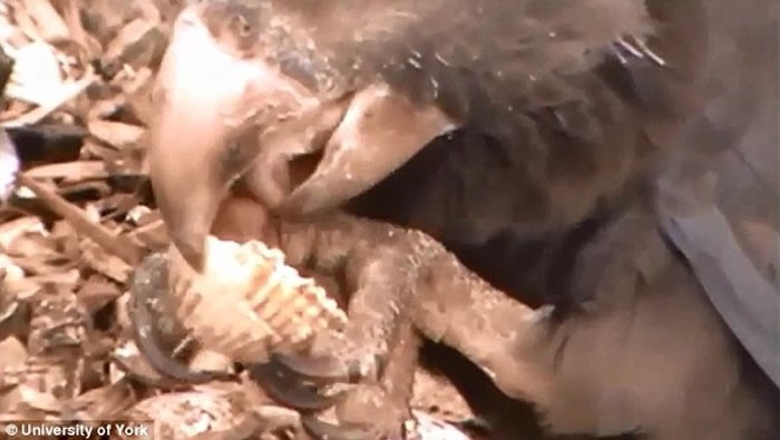 鹦鹉是人类以外唯一使用研磨工具的动物