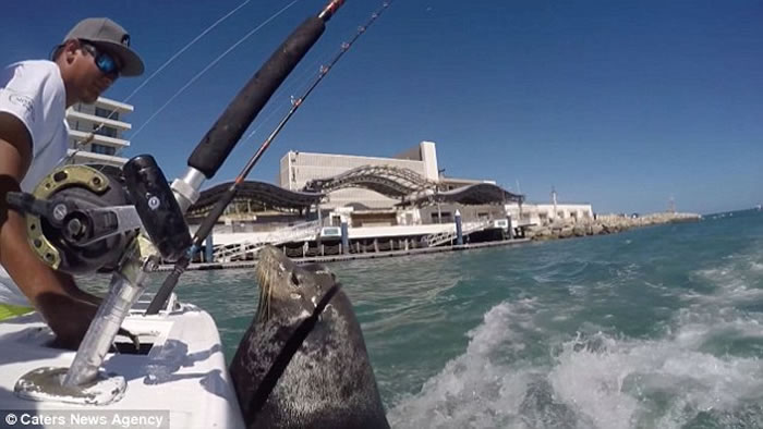 墨西哥厚脸皮海狮跟踪海钓船 要到鲜鱼眯眼笑了