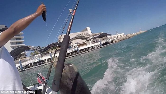 墨西哥厚脸皮海狮跟踪海钓船 要到鲜鱼眯眼笑了