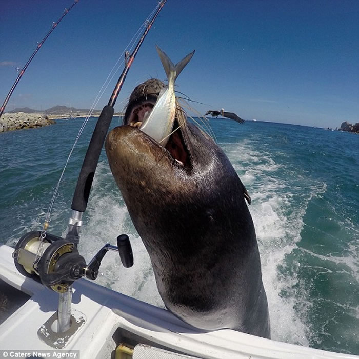 墨西哥厚脸皮海狮跟踪海钓船 要到鲜鱼眯眼笑了