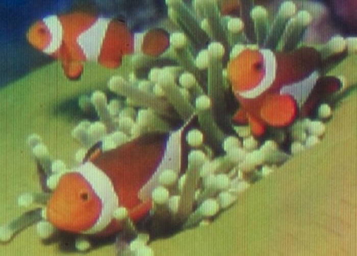 由于图片实在太小,不用特制显微镜是不可能看得见。