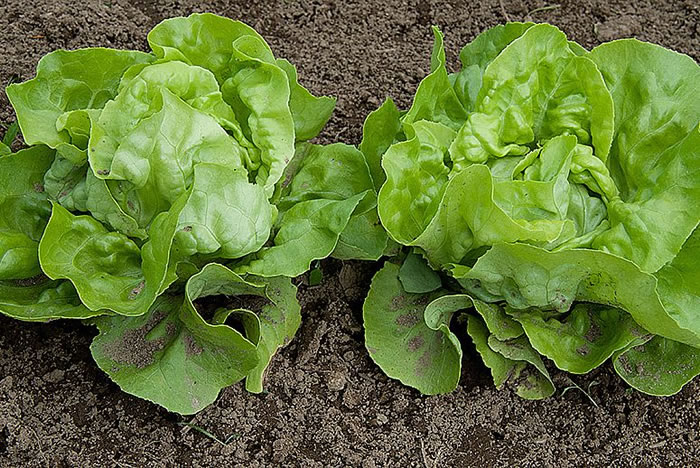 美国研究发现食素助长暖化,生菜劲排温室气体