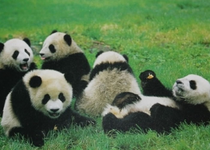 ��ʹ�Ǳ��˹���������è��������ż�����Լ���һ���뷨��