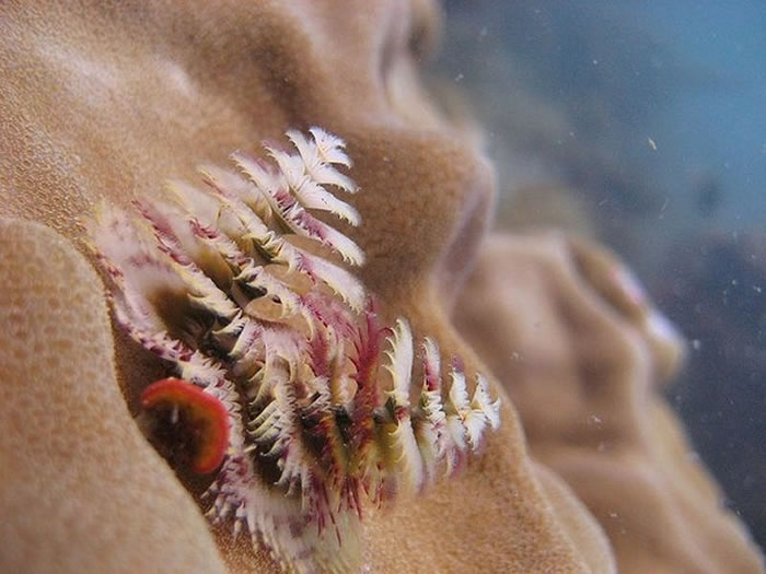 这些彩色的冠鳃其实是高度进化的口前叶触须,每一个螺旋都由像羽毛的辐棘所组成,辐棘上有很多纤毛,可以困着及运送猎物至口部。