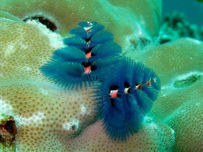 也有单一色系的