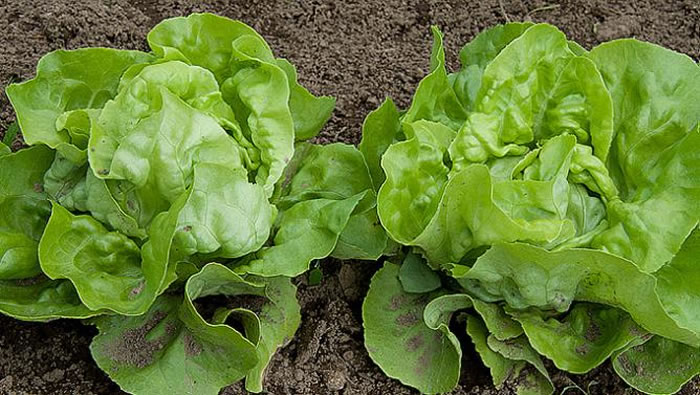 生菜比培根产生更多温室气体